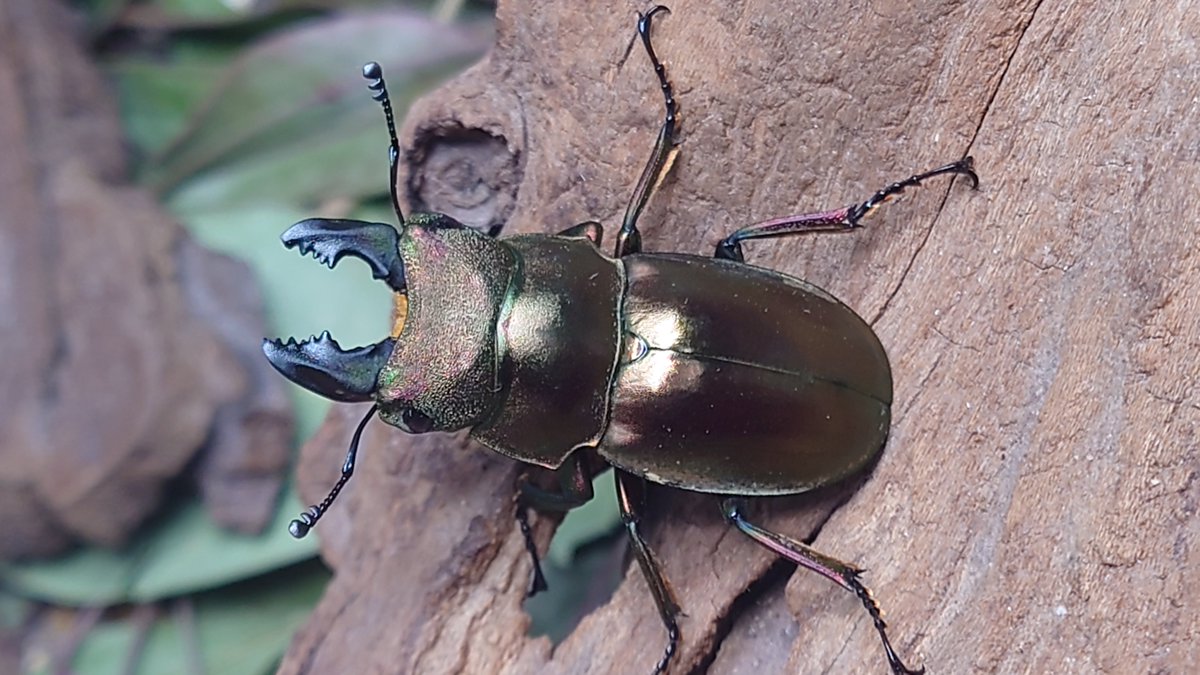 かぶぶくわわ (@mushi_lowkun) / Posts / X