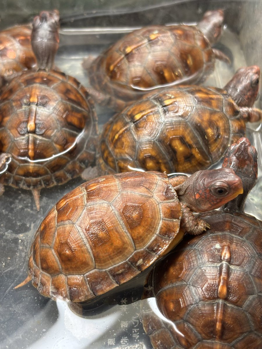 Land-mark tweet media