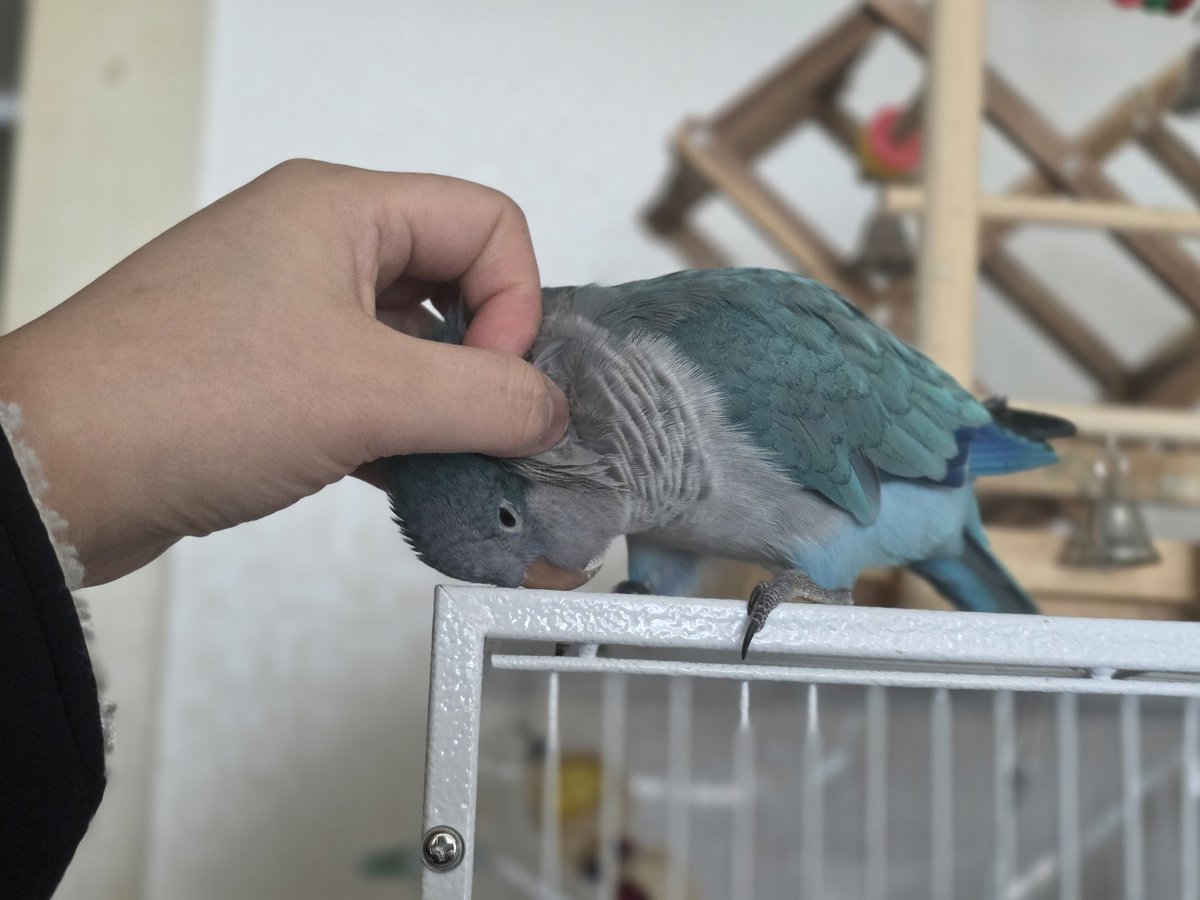 pipeul_pi tweet picture