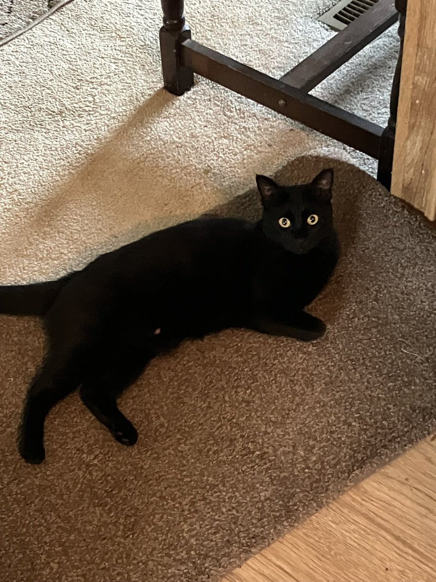 BeeGeeCee1's tweet photo. @JustAMomNamedMM Juniper. She is a feral rescue. She’s a handful but I am so thankful for her. https://t.co/p0My3adiSv