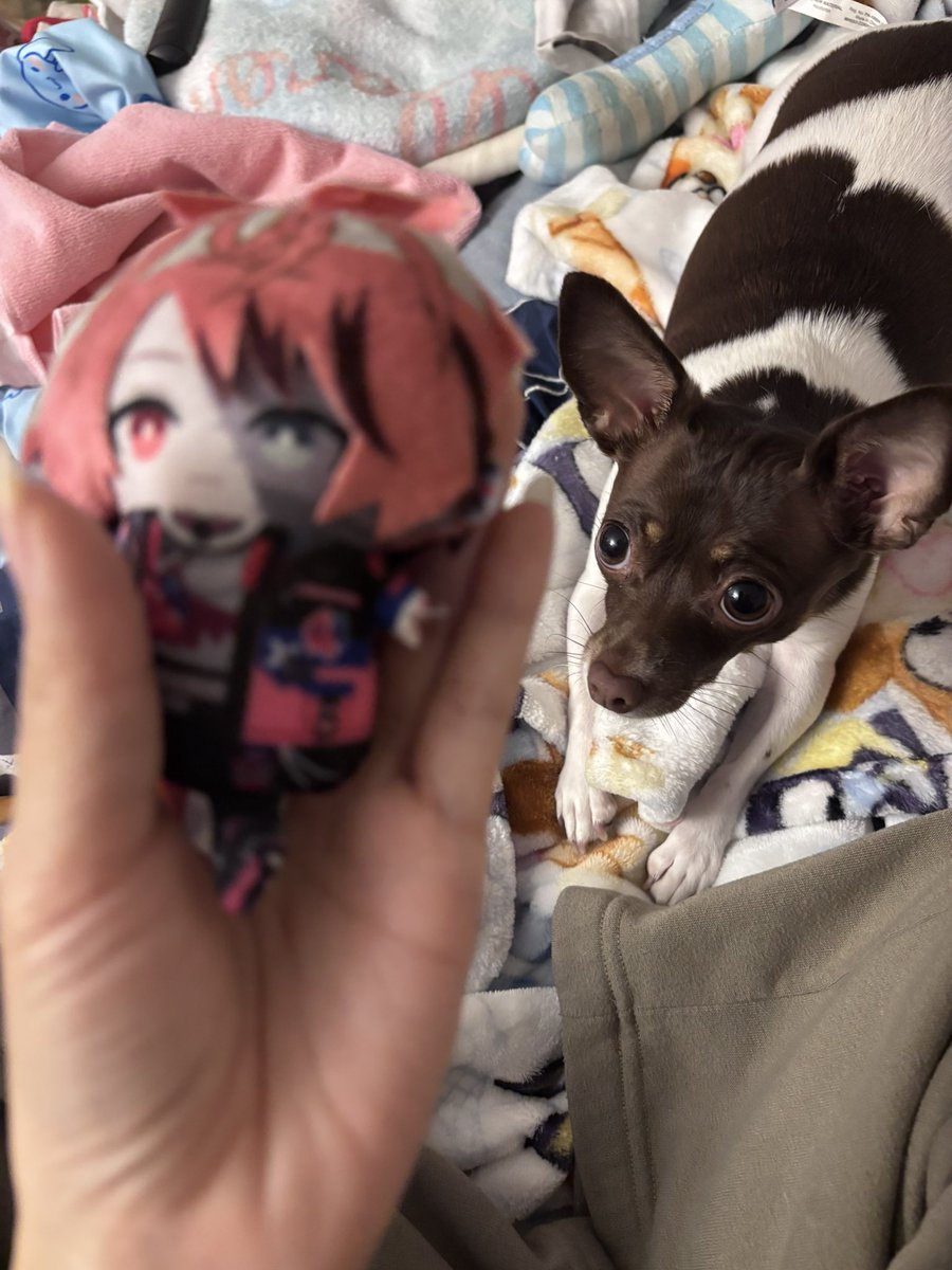 Jorchinit 🌭 tweet media