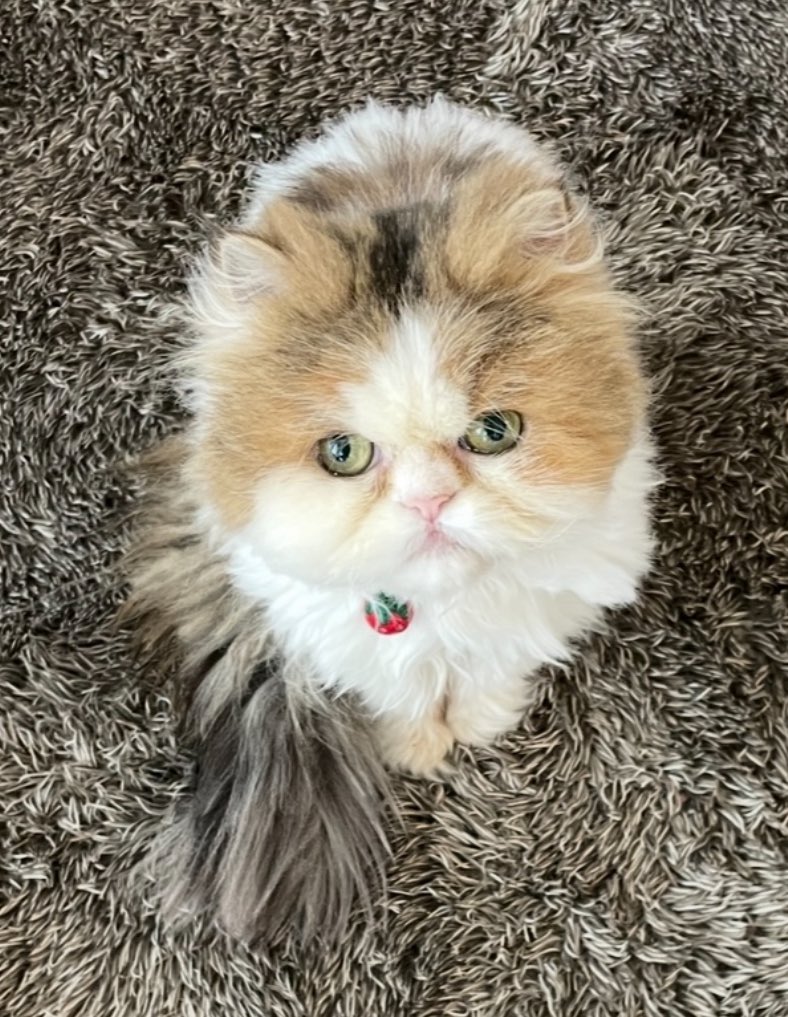 momohamayu's tweet photo. もえちゃん
今ごろ
お空で🌈
まる🐈に会えてるかな☺️

お空に居る子たちがいたら🐈🐥🐕🐇
仲良くしてもらえたら嬉しいな https://t.co/XFQGbDxbYP