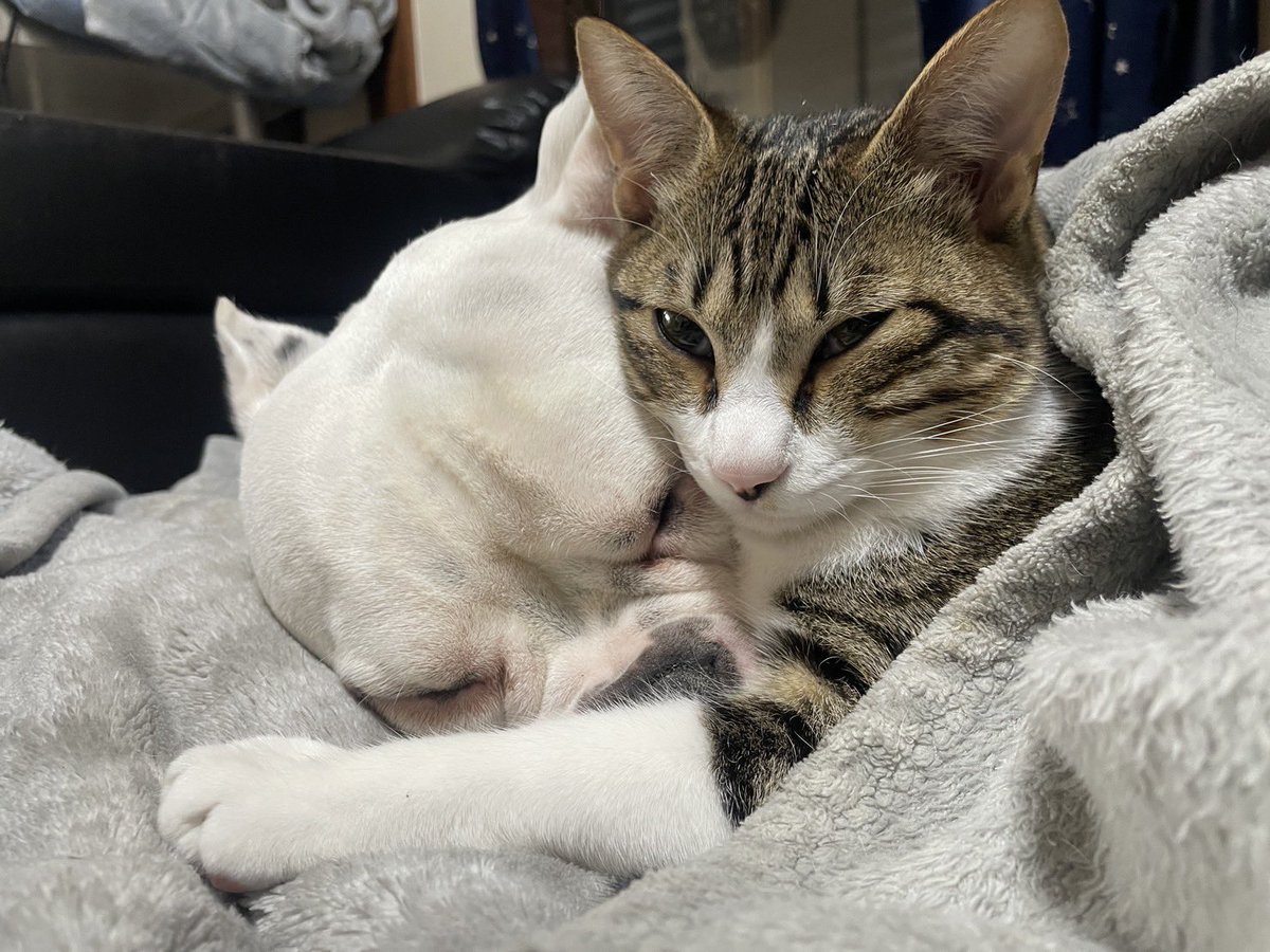 ぽんすけ (@super6556minica) / Posts / X