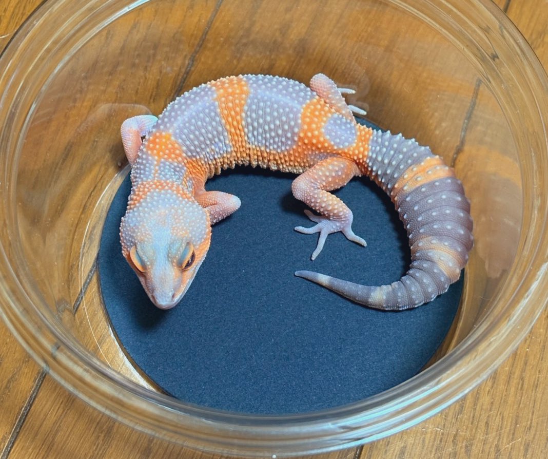 青いレオパ
実際はもっと青いです