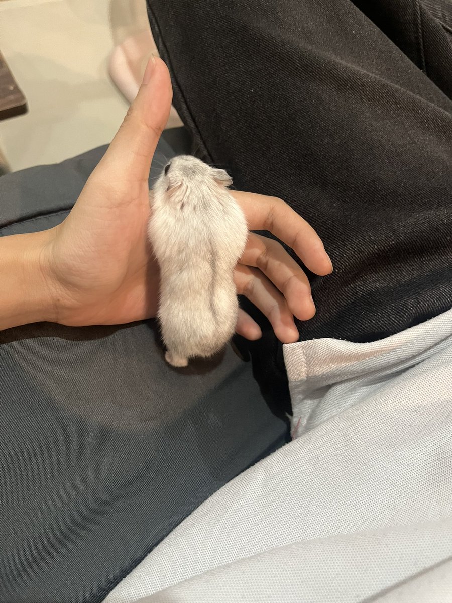 なんだこれ。美味しそう🤤