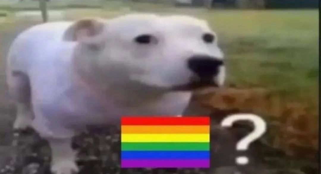 Las TWICE viendo como Nayeon se puso a clasificarlas entre femmes y alphas