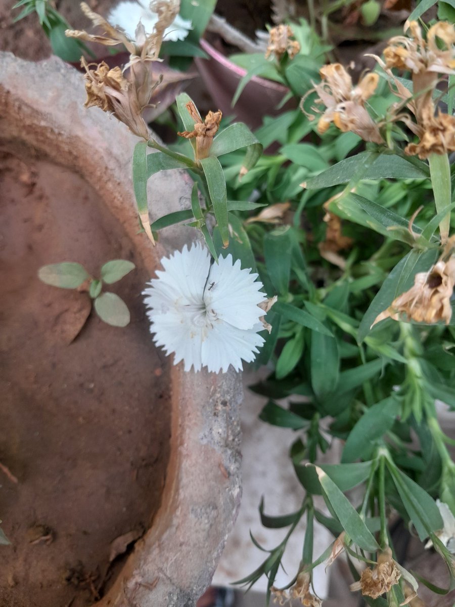 bts_deprived's tweet photo. #FlowerForHobi #Hobiuary #HopeMonth #HAPPYJHOPEDAY https://t.co/K6tXs2AFmF