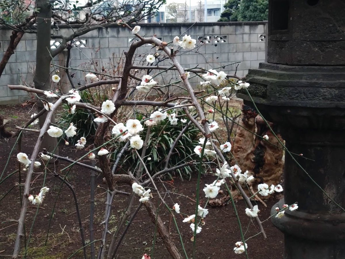 egawa_funabashi's tweet photo. オリンピックでのドラマに感動したり胸を痛めたり・・・気持ちが忙しく変動する毎日。同じように気温の変化が激しい日々に、庭の花たちも もう全開になってもいいのかなぁと様子を見ている感じ。梅は咲いても、ボケのつぼみはまだ慎重です。 https://t.co/fCGrwN3kzD