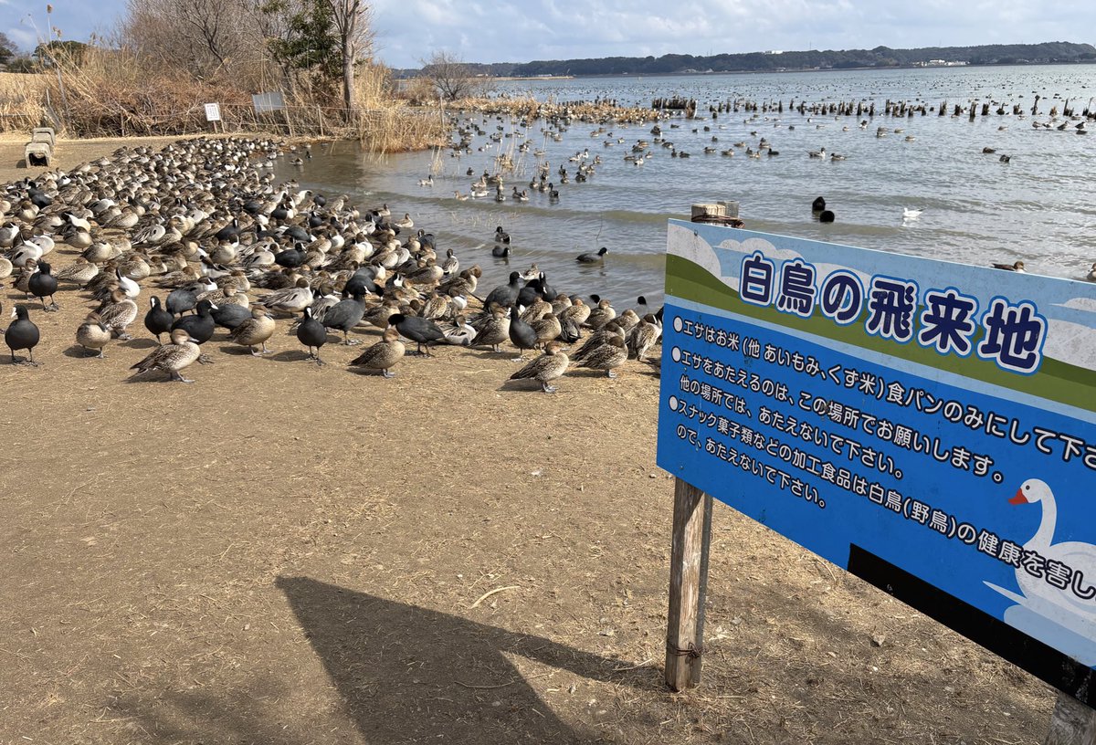 白鳥の里と聞いて来たんだけど、鴨しかいなくてショック