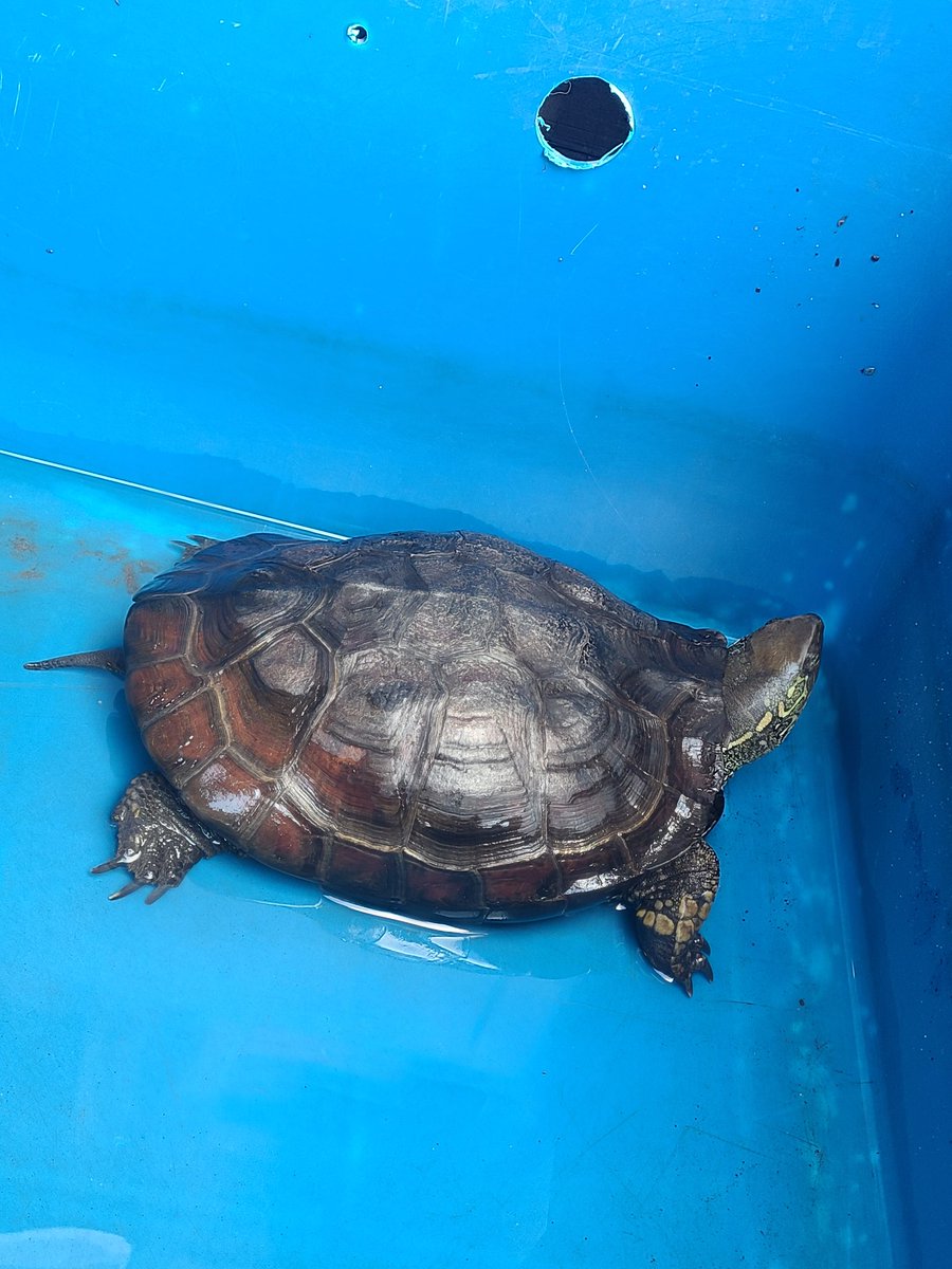 冬眠から目が覚めたよ🐢
でもまだボーッとしてるよぉ…