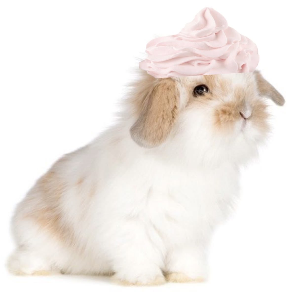 Bunnies (@bunnies) on Twitter photo 