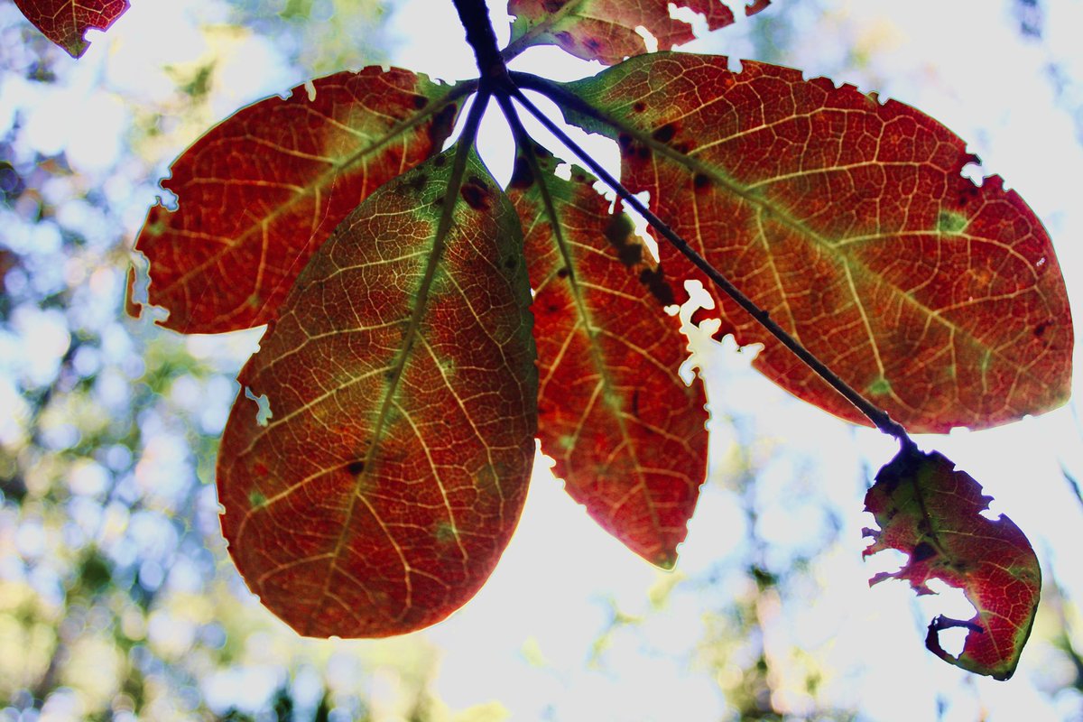 Malicious Maze tweet media