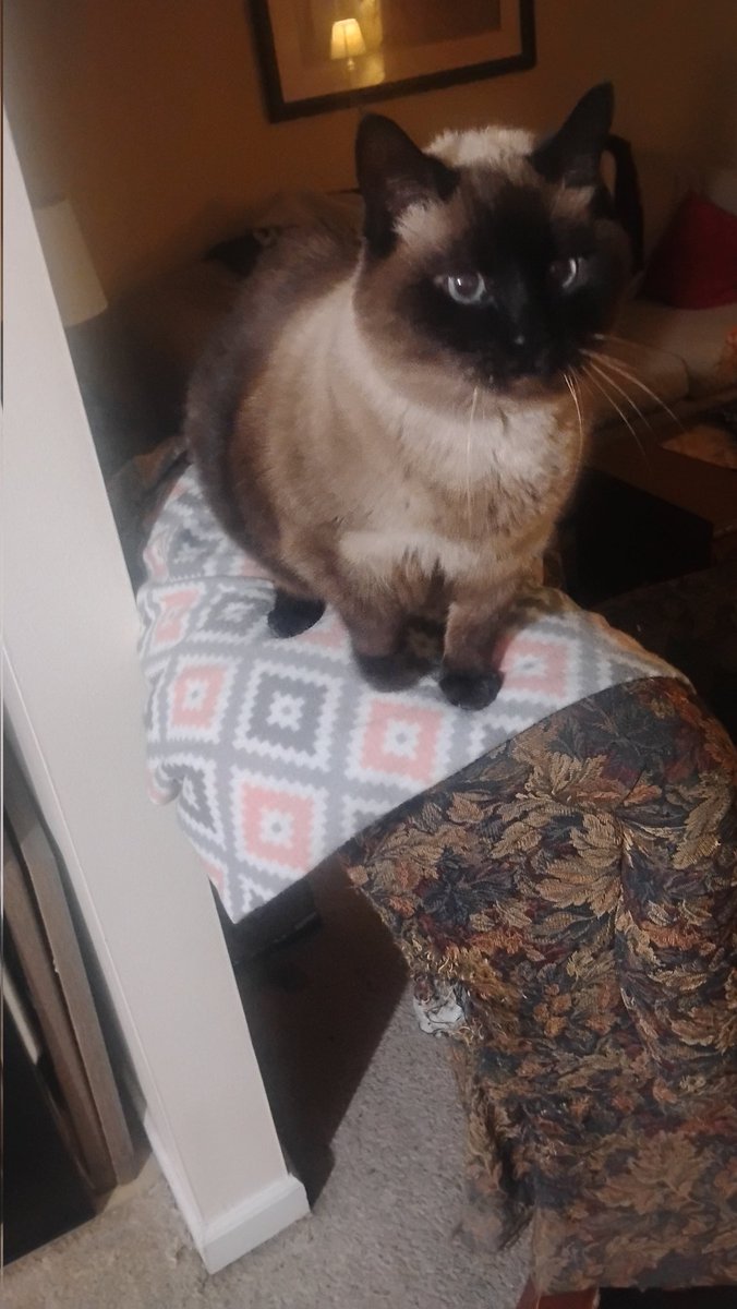 This is Diego for Whiskers Wednesday!
We know it's not Wednesday yet, but Diego is our oldest cat and we don't know how many more Wednesdays he has left ♥️🐾