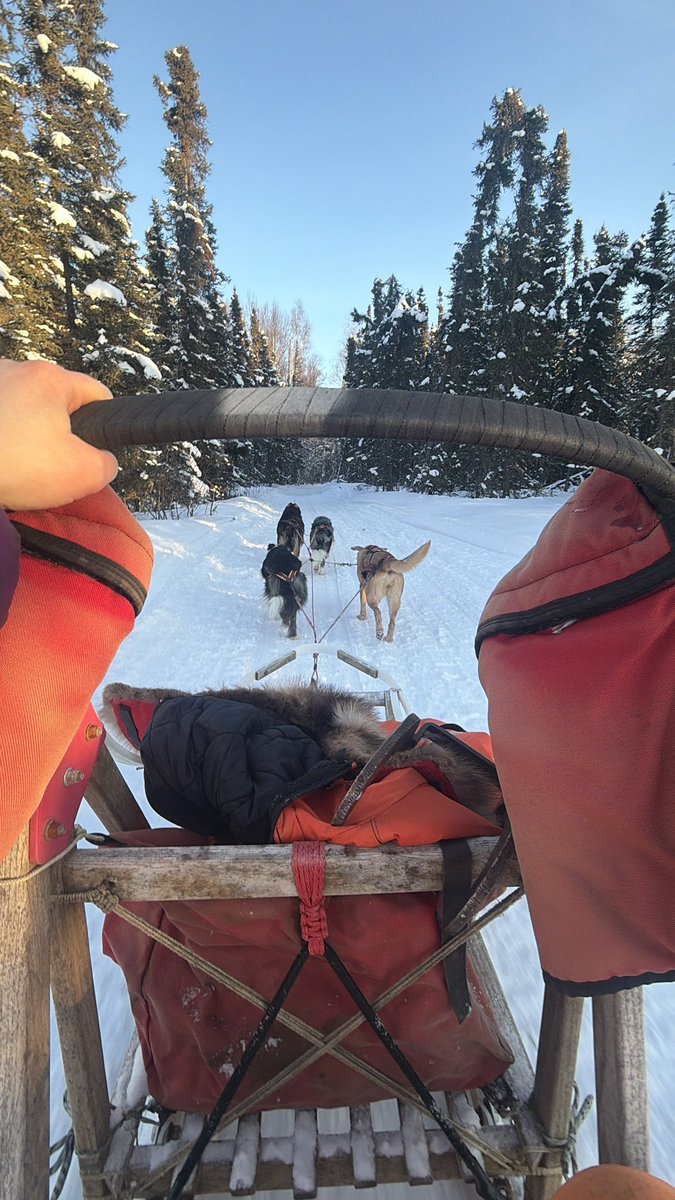 alaskandoggirl's tweet photo. Beautiful afternoon to stare at some dog butts ❤️ 

#alaska #dogmushing https://t.co/wmW9jk65Xn
