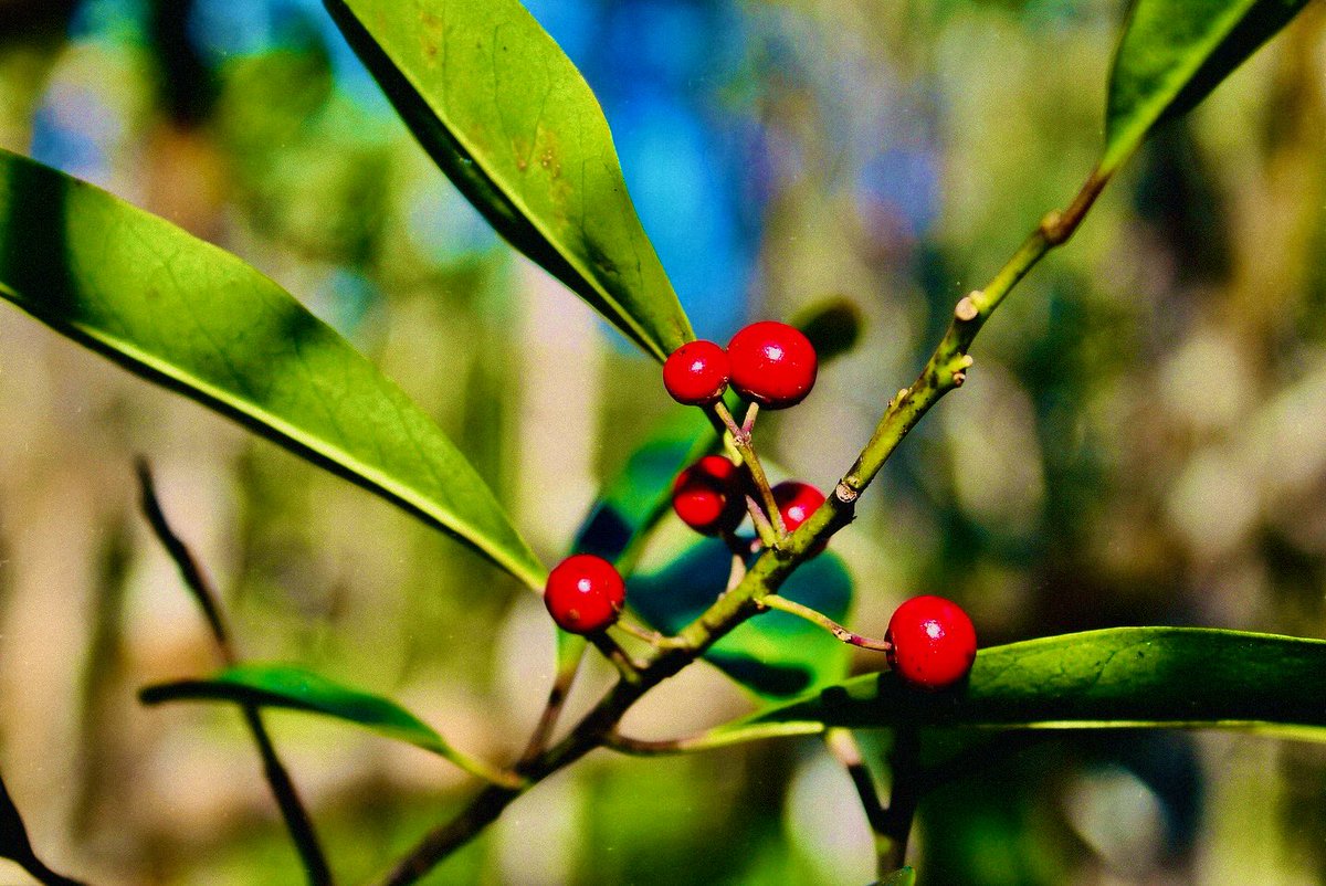 Malicious Maze tweet media