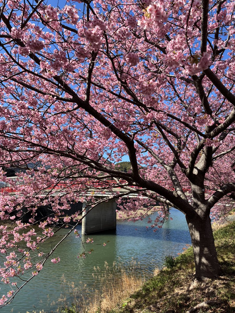 🌸河津桜満開🤗✨