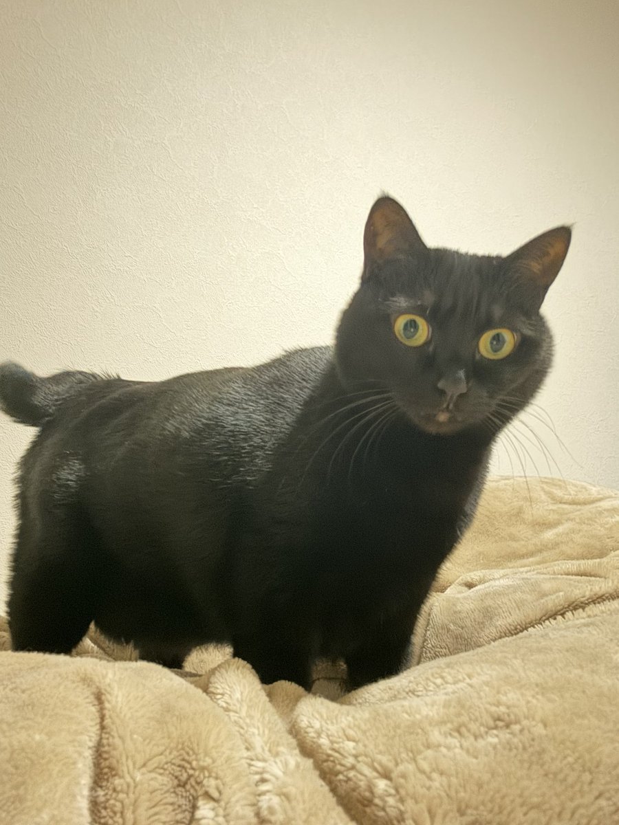 黒猫あさり (@kuro_asari5bee) / Posts / X