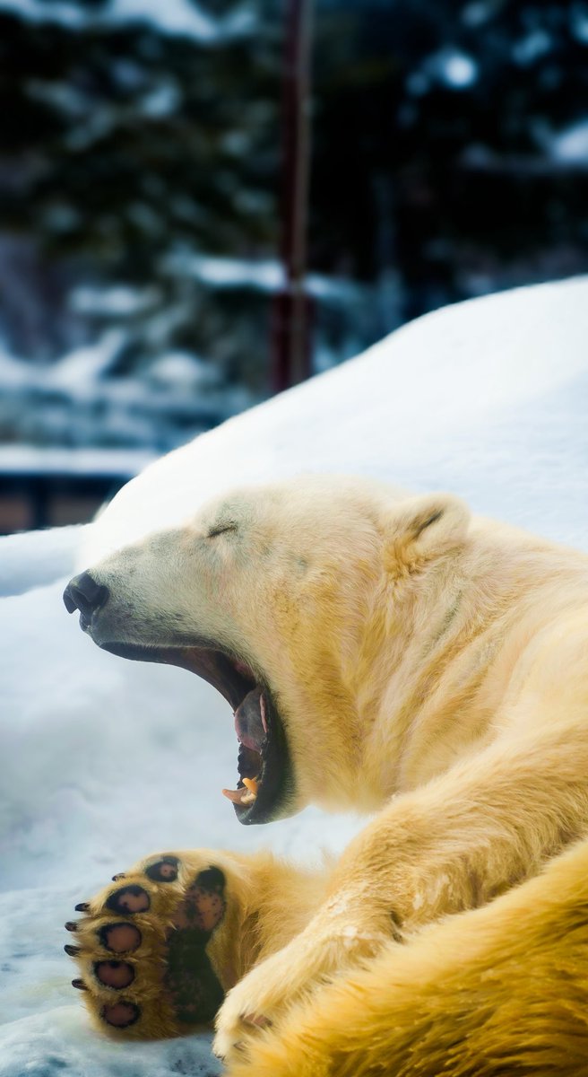loser8w's tweet photo. 手のひらが可愛すぎ🧸

[使用機材α7Rⅳ100-400gm]
#旭山動物園 #動物写真 #ファインダー越しの私の世界 https://t.co/R3yHQaFkFU