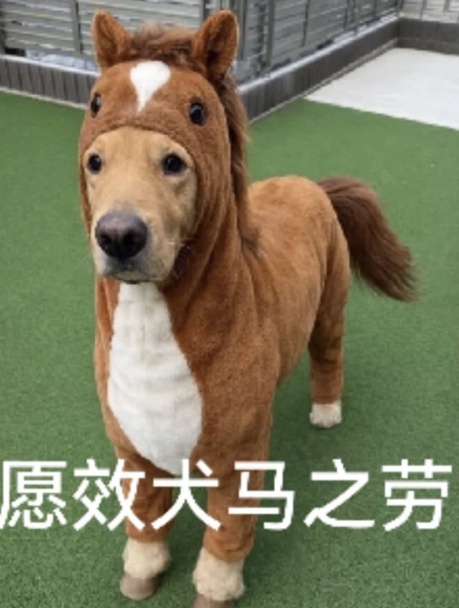 只是狗 tweet media