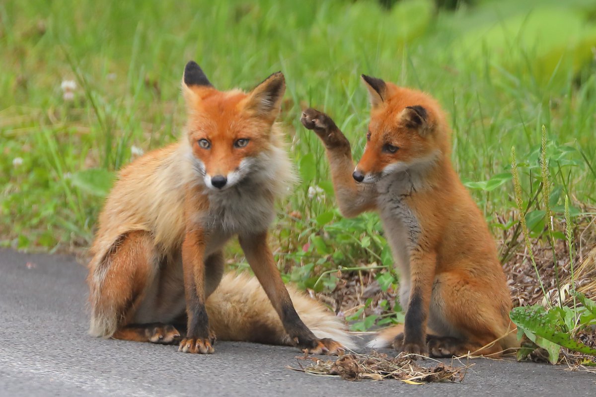(…きこえますか…北海道旅行中の…皆さん… 道民です…今…あなた……の心に…直接…呼びかけてます…道端で……キツネを…みかけても…決して…触っては…い…けません…キツネには……エキノコックス…という…寄生虫に…感…染し…てる…個体が…多く…人に…感染すると…最悪の場合…………し…)