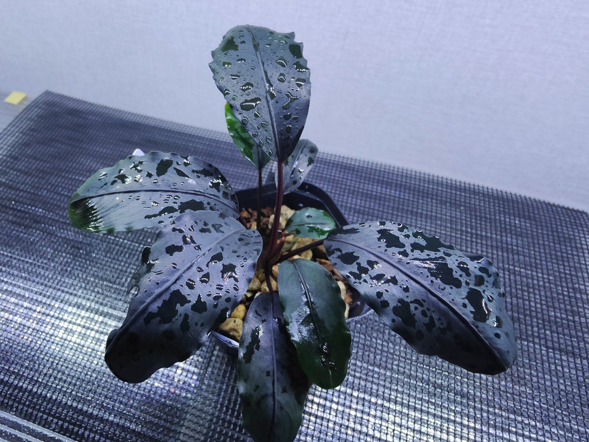 Bucephalandra sp.Motleyana Red-stem round Aqua Garden 水の国 2023