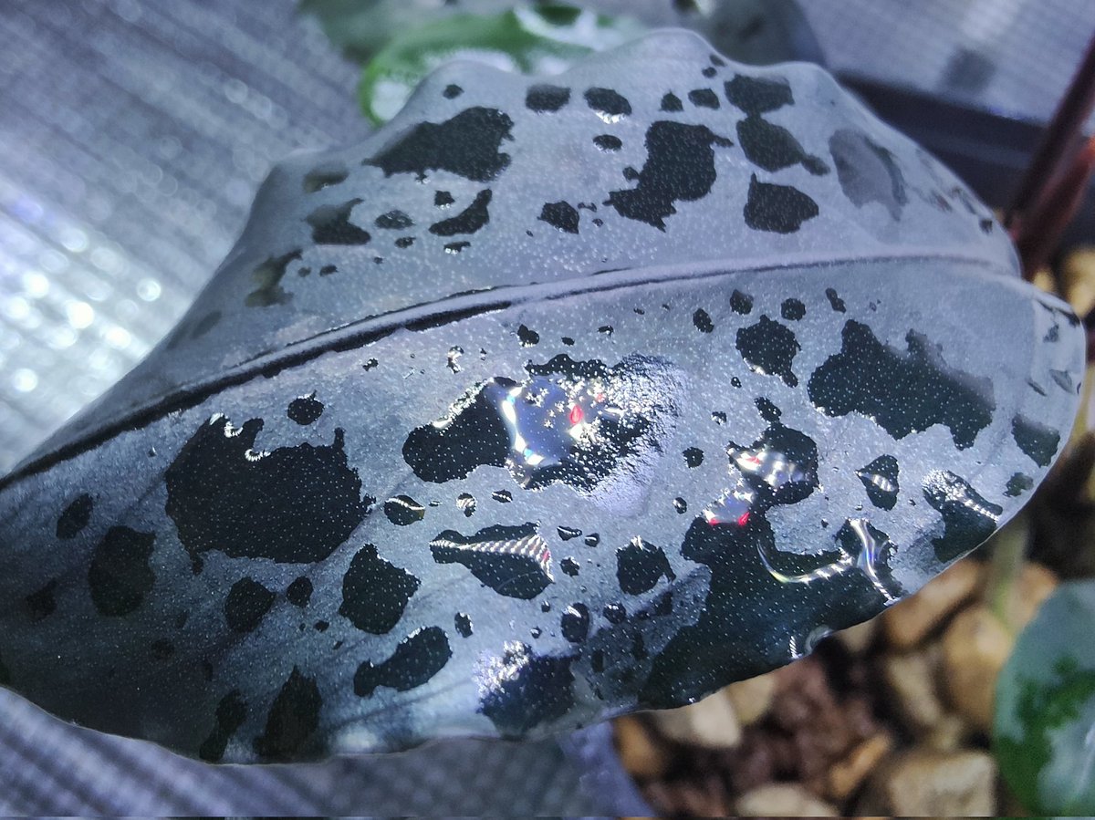 キボーデコ (@kiboudeko) / Posts / X