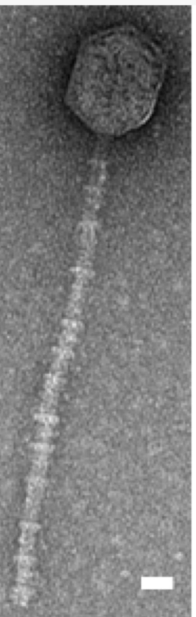 Vivek Mutalik tweet media