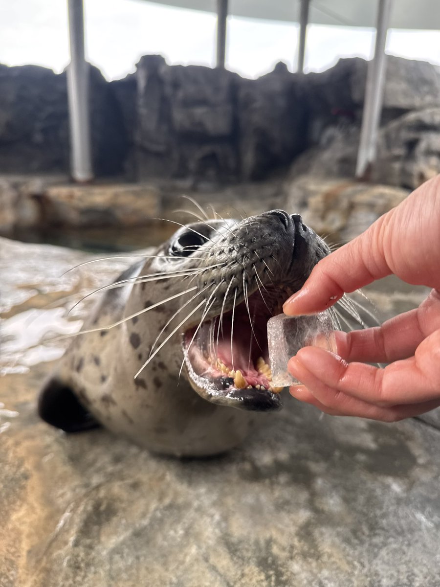 Shinagawa_Aqua's tweet photo. 【 #もうすぐしぶきの誕生日！】

#しぶき の誕生日まであと2日✨
今日は大好きな🧊をパクパク食べる📸をお届け🫶❤️
暑い日も寒い日も一年中氷🧊が大好きなしぶき🦭🥶
食べすぎてお腹壊さないでね😂

#こだわりはキューブ氷　#キューブ氷以外は受け付けません #しながわ水族館 https://t.co/NL8dzXEnqN