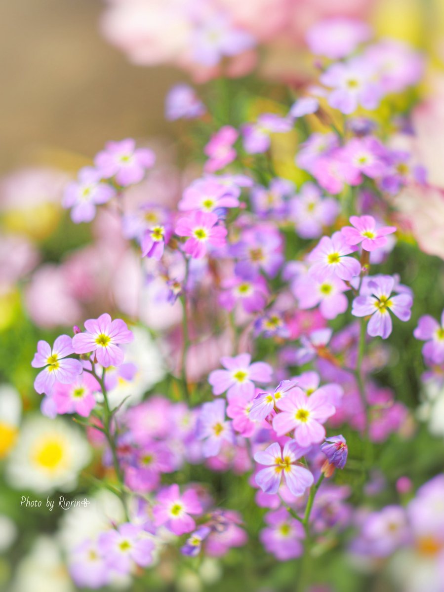 ࣪𓏲ּ 🤍 ₊ ⊹ ˑ ִֶ 𓂃

午後の空気に
気持ちが整いますように

#ᴏʟʏᴍᴘᴜs  #oldlens