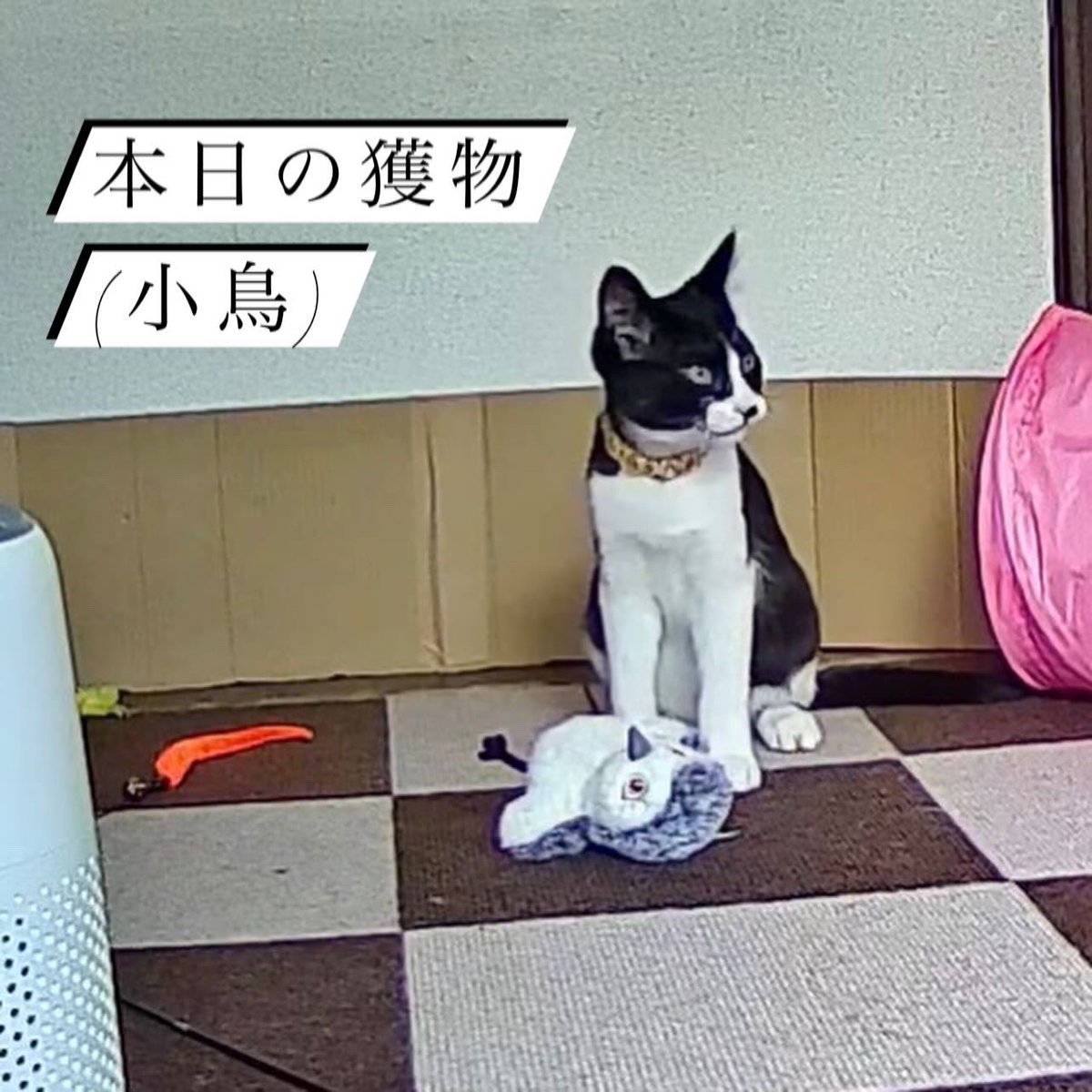 Uosuke2525's tweet photo. 扉の衝突音が、すごくてペットカメラで確認したら...
小鳥ちゃんが、かなりの勢いで攻撃されていました😅
 #子猫成長記録  #子猫動画  #子猫部  #ハチワレ白黒 https://t.co/uIDhZpcvh7