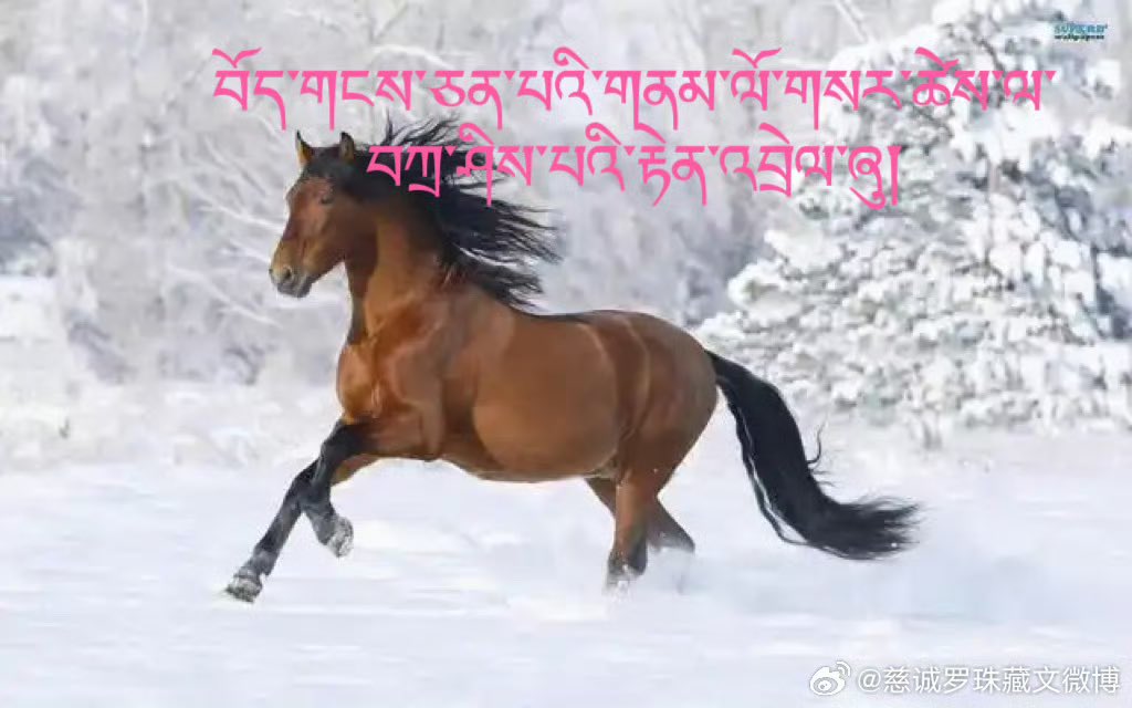 མཁན་པོ་ཚུལ་ཁྲིམས་བློ་གྲོས་ཀྱིས།

བོད་གངས་ཅན་པའི་གནམ་ལོ་གསར་ཚེས་ལ་བཀྲ་ཤིས་པའི་རྟེན་འབྲེལ་ཞུ།
གཞི་བྱེས་ཐམས་ཅད་ཚེ་རིང་ནད་མེད་བསམ་དོན་ཆོས་བཞིན་འགྲུབ་པའི་བཀྲ་ཤིས་ཤོག།

     ———༢༠༢༦/༠༢/༢༨