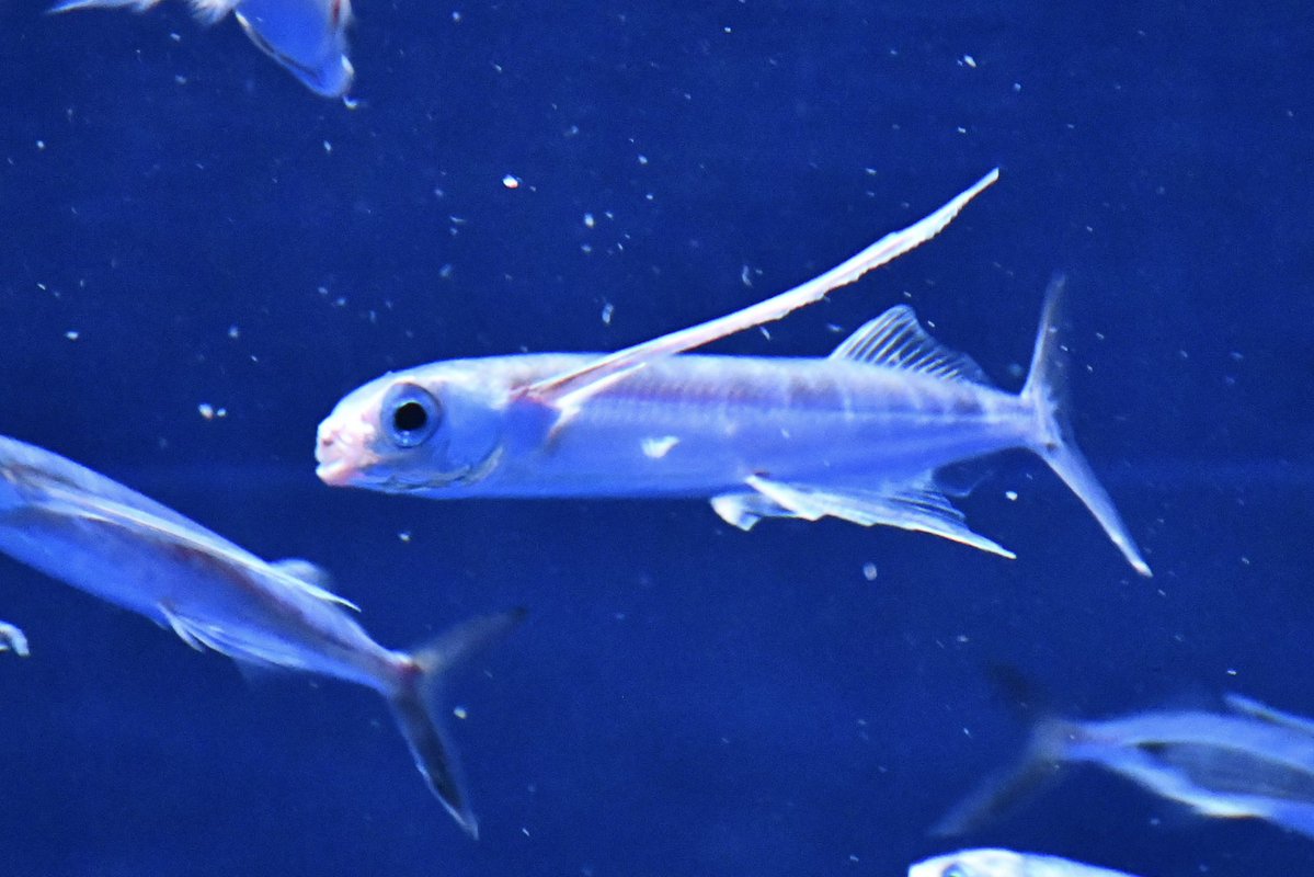 トビウオ上から見るか、横から見るか