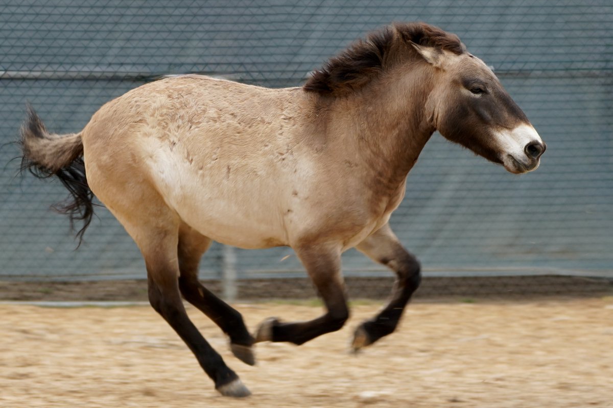Denver Zoo Conservation Alliance tweet media