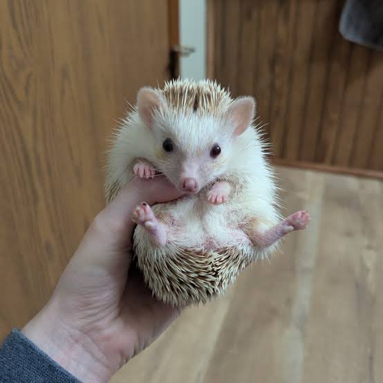 <a href="/Harkfeather/">greenfeathers🦔💙💚🦜</a> For me I just take my inspiration from real hedgehogs! They’re adorable and nice to draw but honestly I’m fine with everything as long as it’s not human feet lmao