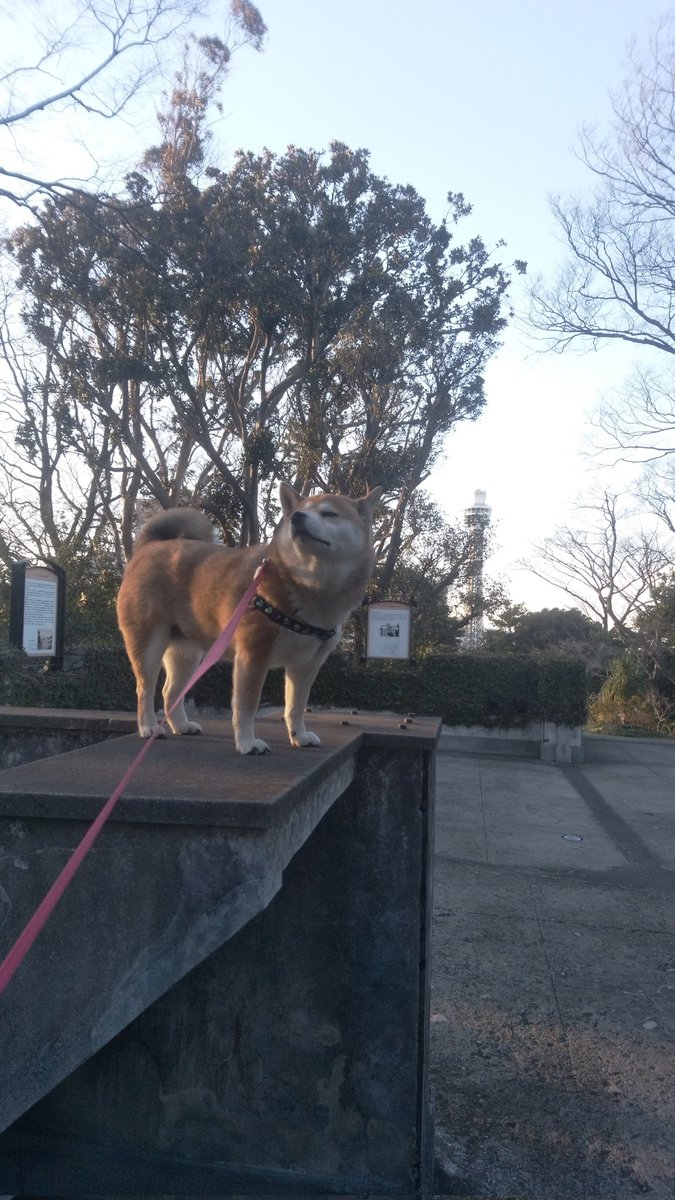 tomokoro56's tweet photo. 今日はコロ神様の月命日なのでマグロの日だね🐟️
会いたいな…
#秘密結社老犬倶楽部天国支部 https://t.co/ahOOq1dZSJ