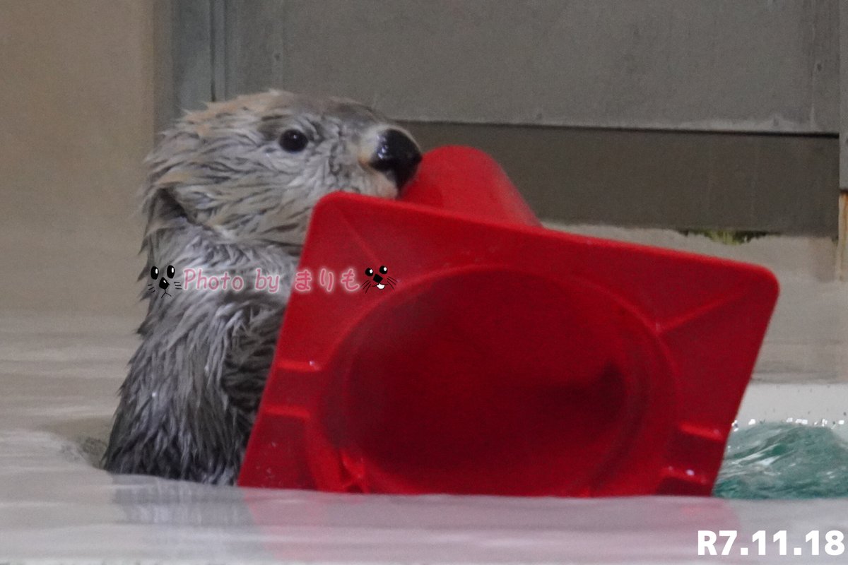 belltanuki ｽﾁｬｯ キラ 「キラもいい？」