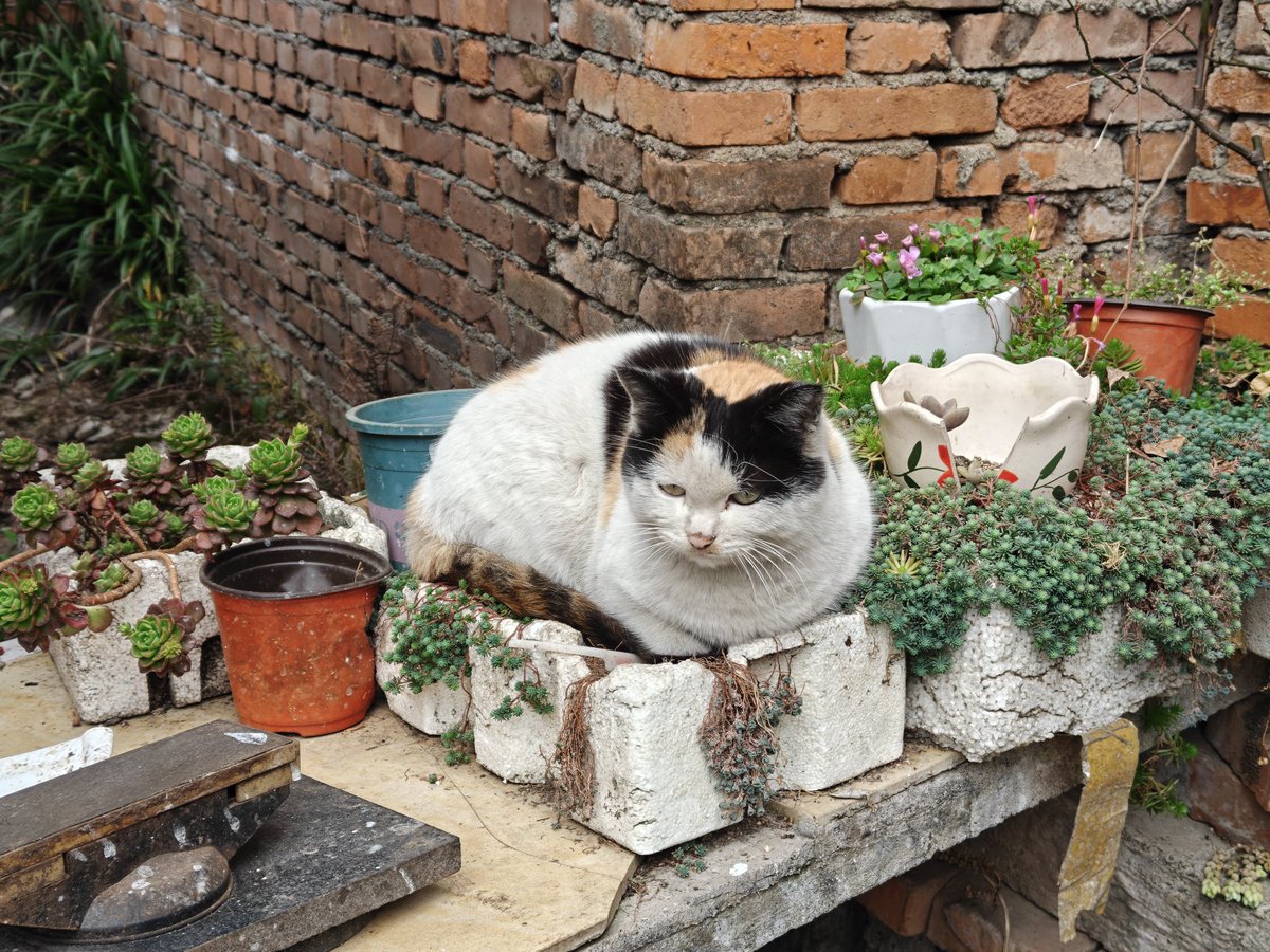 krysztal.rs tweet media