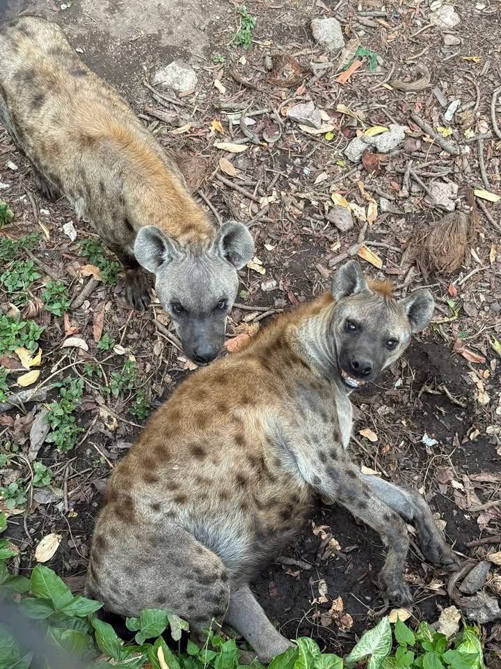 ชลน แมวส้มแท้ๆ 🐱 tweet media