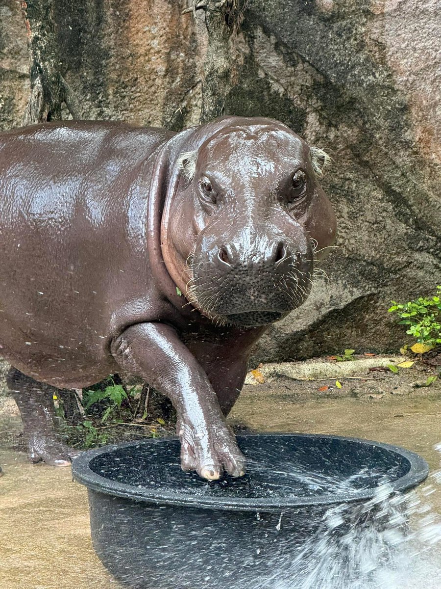 ชลน แมวส้มแท้ๆ 🐱 tweet media