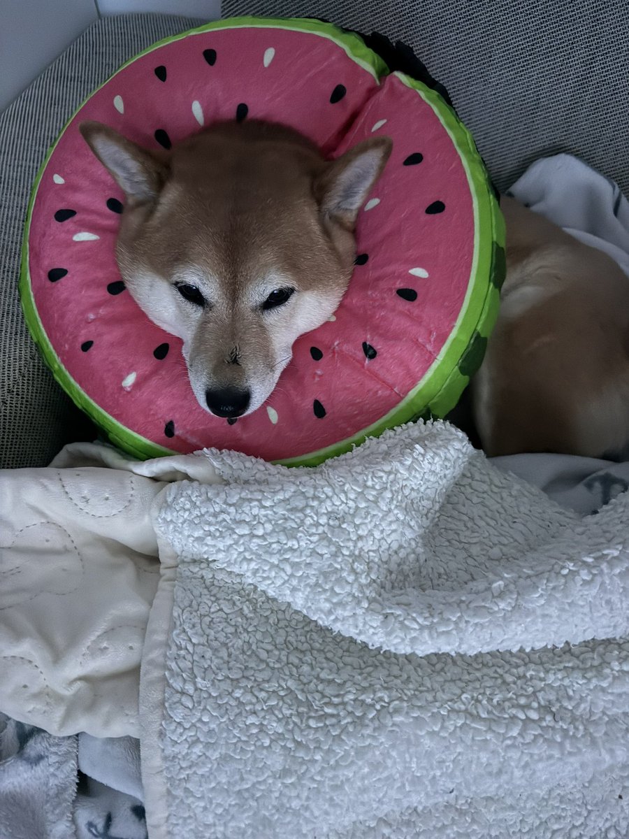 Cookie kann mitlerweile die Halskrause easy wieder abziehen, sie hat mich so stolz angesehen 😭und dachte sie bekommt ein schmecki sber ich musste schimpfen und sie wieder dran machen. 🥹wenigstens wird ihr Aui besser 🩷