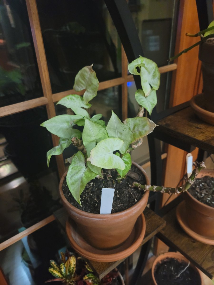 DevCroOnline's tweet photo. 🌿Plant Update🌿

Aang (Arrowhead Plant) and Jasmine (Neon Pothos) find themselves under supervision.  Both are showing signs of improvement!

#plantupdate #houseplants #IndoorPlants #plantsmakepeoplehappy https://t.co/xATxzs68Ny