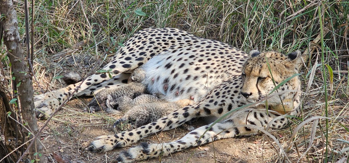 DeccanChronicle's tweet photo. Cheetah 'Gamini' has given birth to three cubs at the Kuno National Park in Madhya Pradesh, taking the number of these big cats in India to 38.
#Wildlife #Kuno #Gamini #IntheWorld #Cheetah
Video source: X user https://t.co/Q5wt3TKEsC