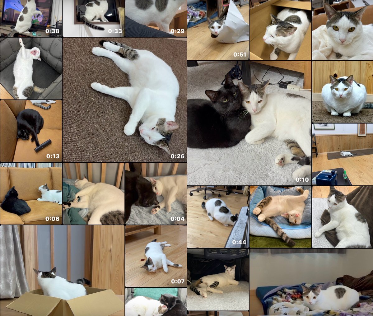 キジネコ様 (@Motidukineko) / Posts / X