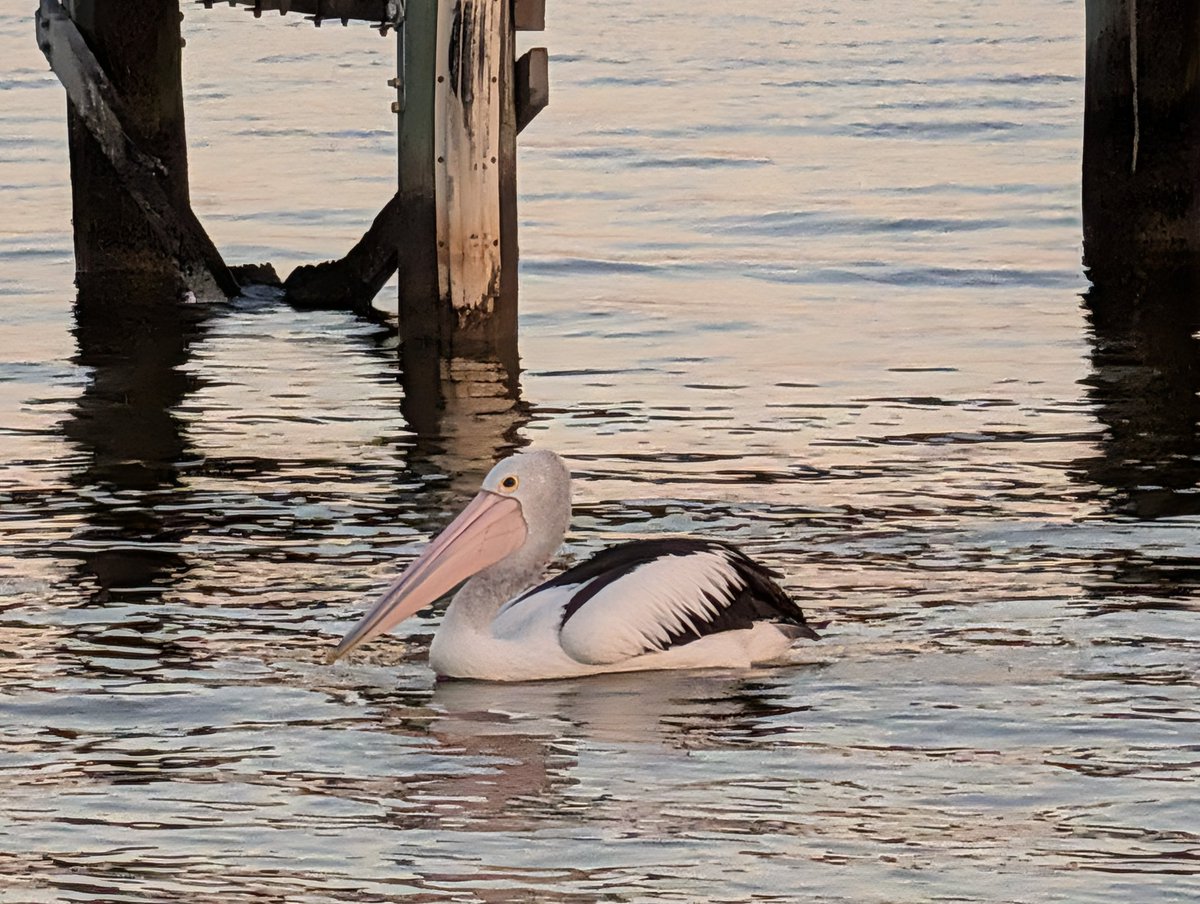 peterdav2000's tweet photo. #australianpelican #australasianswamphen #whitefacedheron #pelican #goolwa #southaustralia #roadtrip https://t.co/3qejBh4SRO