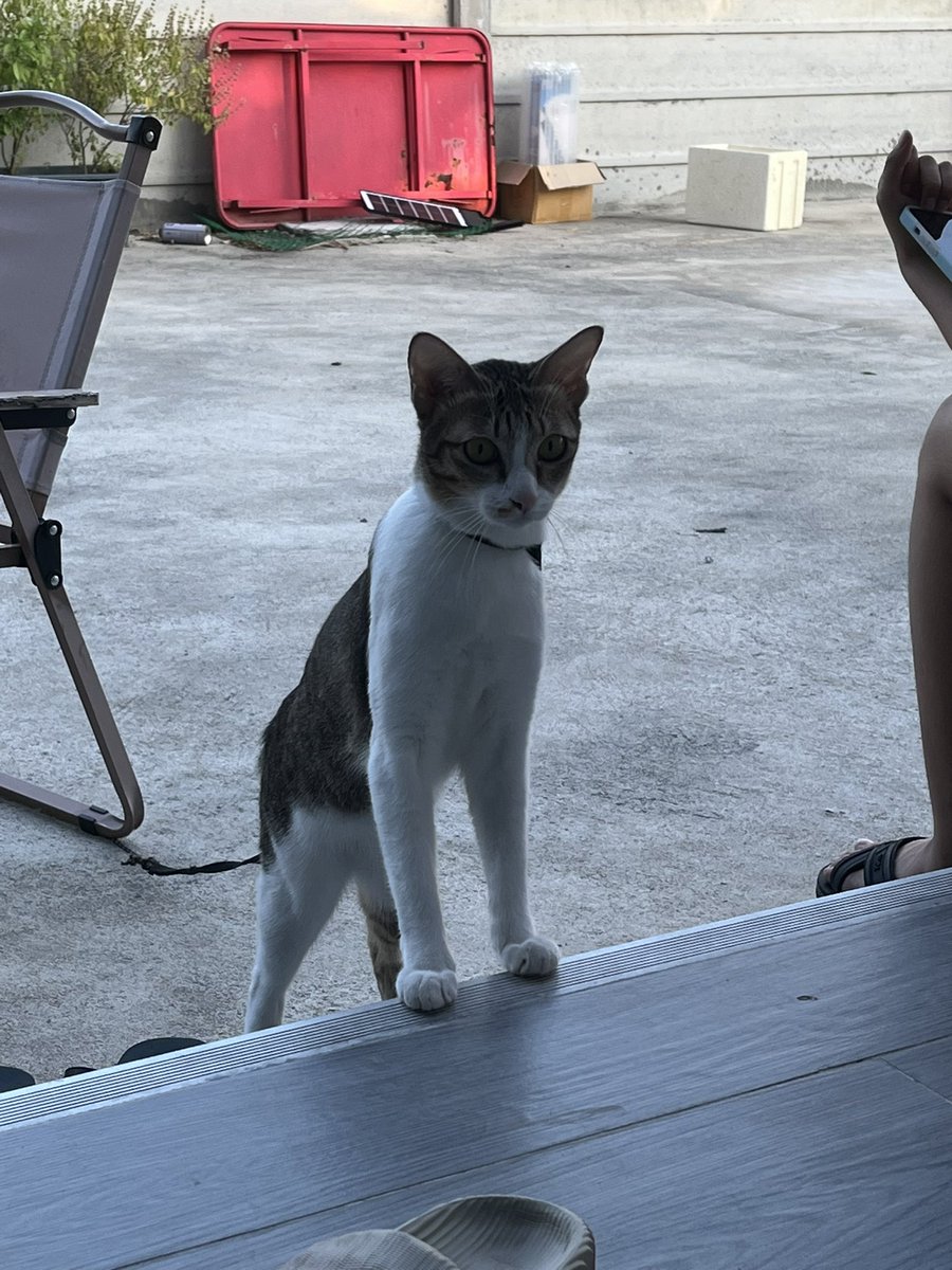 ขอใช้พื้นที่นี้ตามหาแมวนะคะ

น้องเป็นลายสลิดขาว ตัวเมีย น้องค่อนข้างกลัวคนค่ะ

น้องหายไปวันที่16 ก.พ. ช่วงกลางคืนค่ะ เราหาน้องในหมู่บ้านแล้วแต่ไม่เจอค่ะ น้องหายไปจาก หมู่บ้านเอเวอร์กรีนซิตี้ แขวงบางแคเหนือ เขตบางแค จังหวัดกรุงเทพมหานคร
พบเห็นติดต่อได้ที่เบอร์ 082 529 4998 ค่ะ
😭