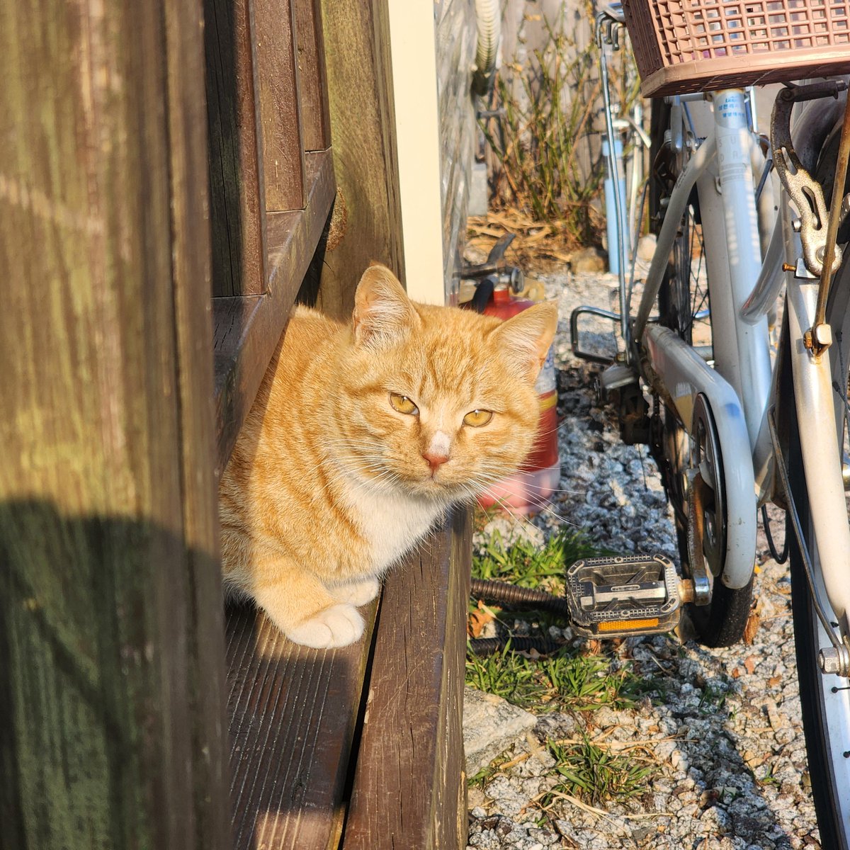 leepudding_'s tweet image. 냥이 천국!!!!