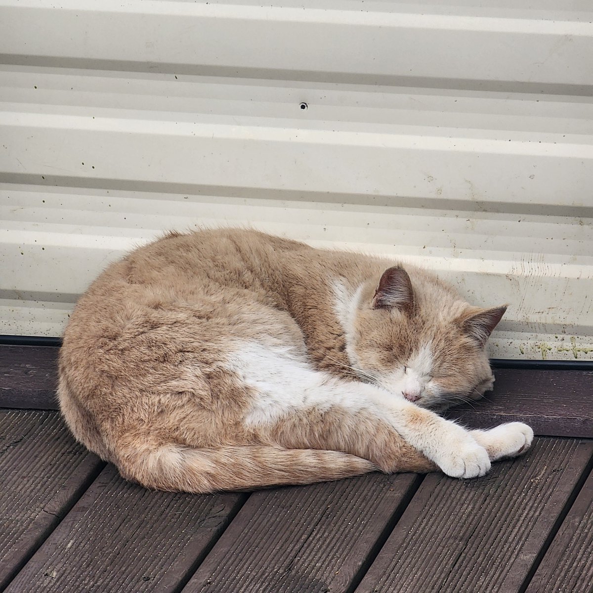 leepudding_'s tweet image. 냥이 천국!!!!