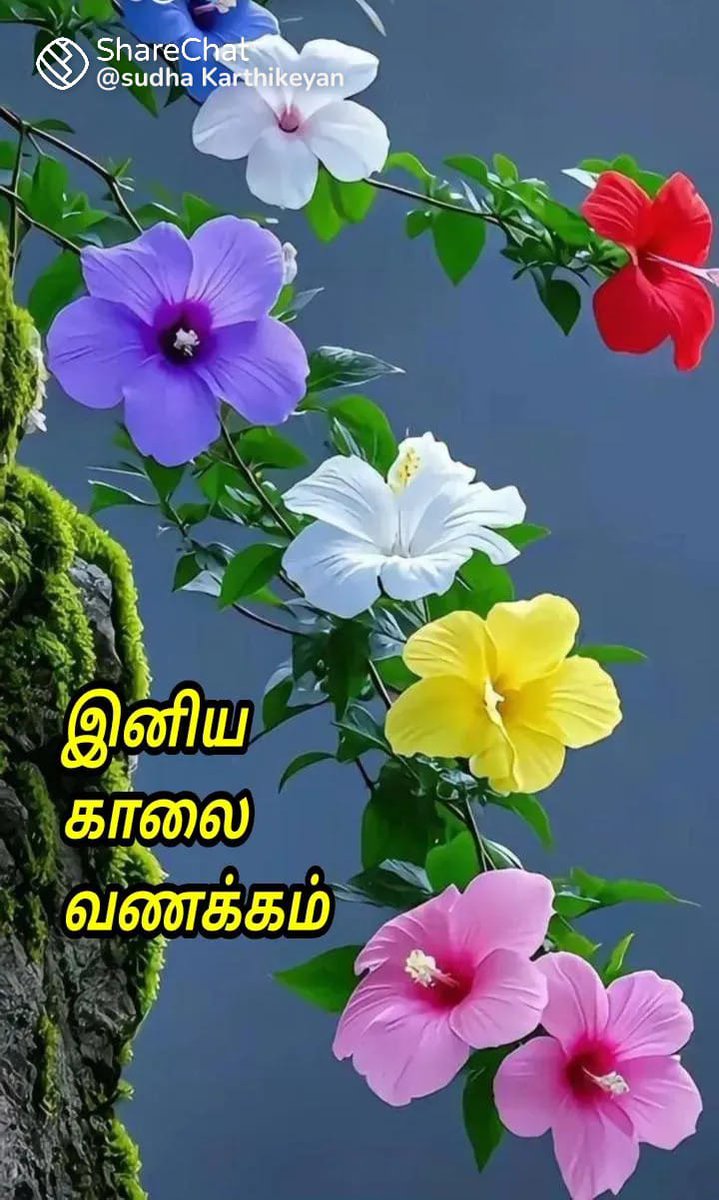 SUBA SRI tweet media