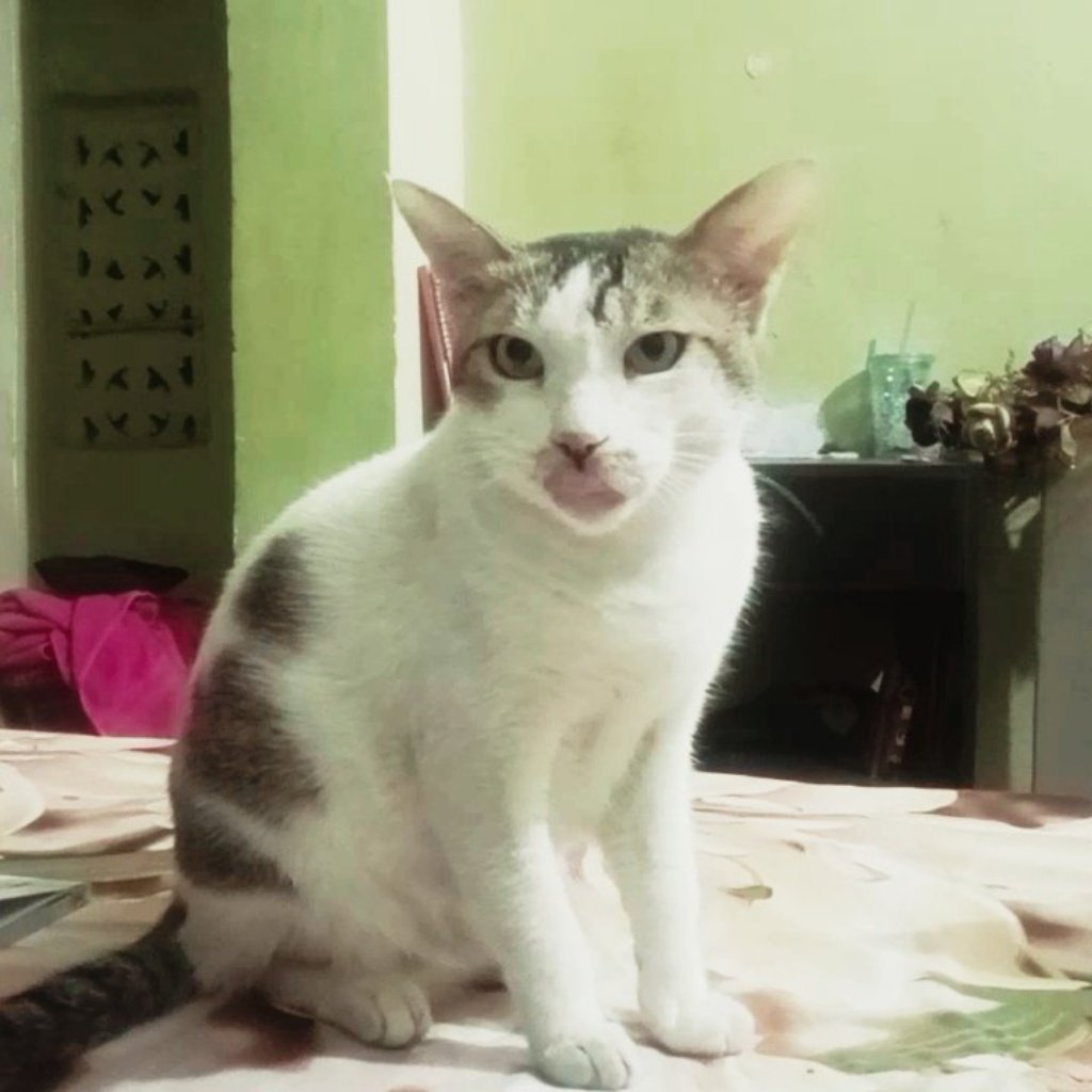 catsbeingcrazy's tweet photo. Criminal mindset activated😈💥
#cats #suga #CatsOfTwitter #tangie #CatsOfX #evilthoughts #cattitude #ThoughtForTheDay #cute #cutecat #lucy https://t.co/t3vHJUBCAP