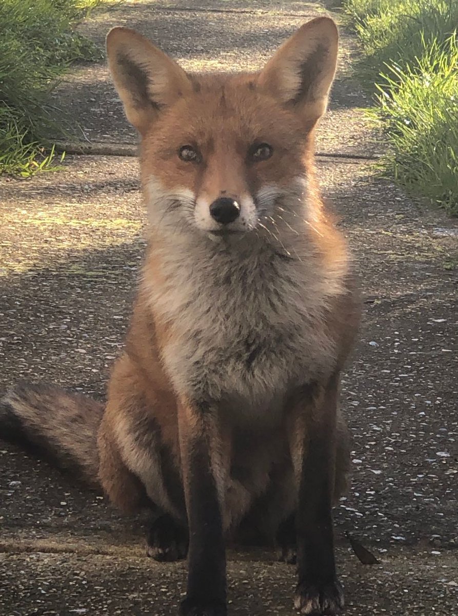 Thank you to @k_Hands_Loves_MJ for this morning's #FoxOfTheDay ! Keep them coming !